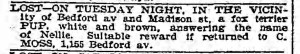 Moss loses his fox terrier (Bklyn Daily Eagle, 2 September 1897).